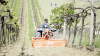 verstellbare Bodenfräse für Traktoren von 35 bis 60 PS, Weinbau, Obstgarten, Seitenverschub