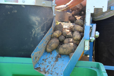SPEDO Kartoffelroder Kartoffelvollernter Junior SRPA-1/J f&uuml;r Traktor auch f&uuml;r S&uuml;&szlig;kartoffeln und Fr&uuml;hkartoffeln